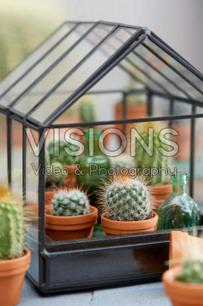 Cactus collection Cactus collection