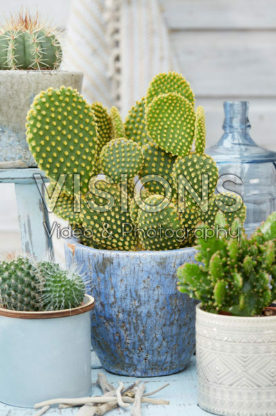 Opuntia Opuntia