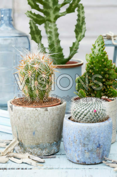Cactus combination Cactus combination