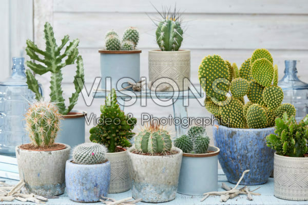 Cactus collection Cactus collection