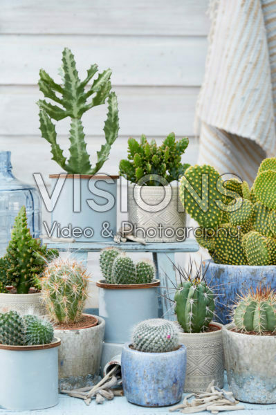 Cactus collection Cactus collection