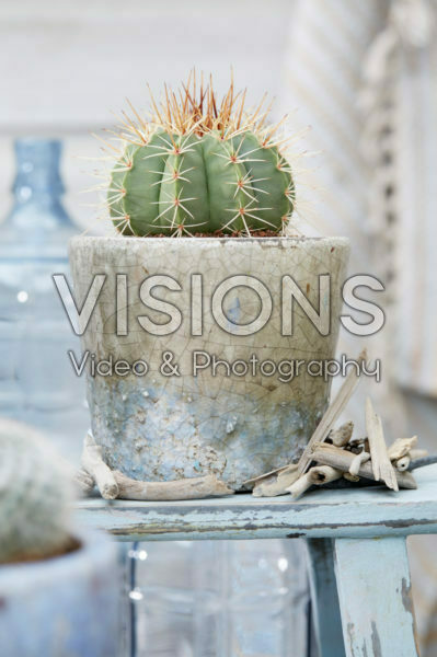 Cactus Cactus