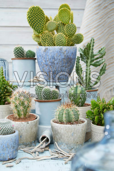 Cactus collection Cactus collection