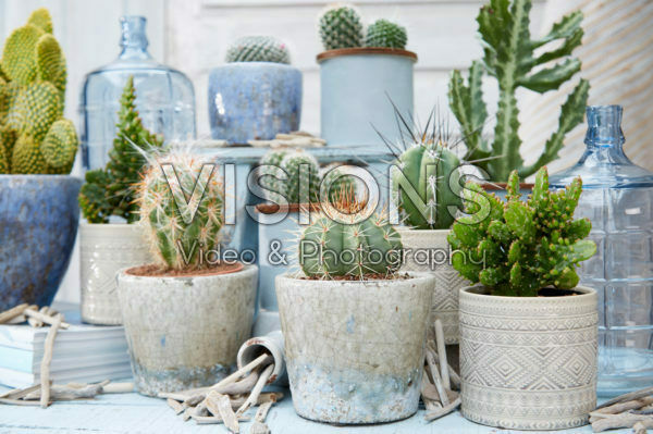 Cactus collection Cactus collection
