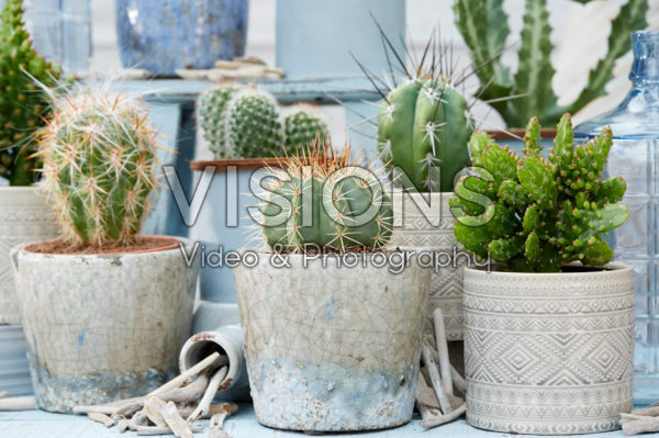 Cactus collection Cactus collection