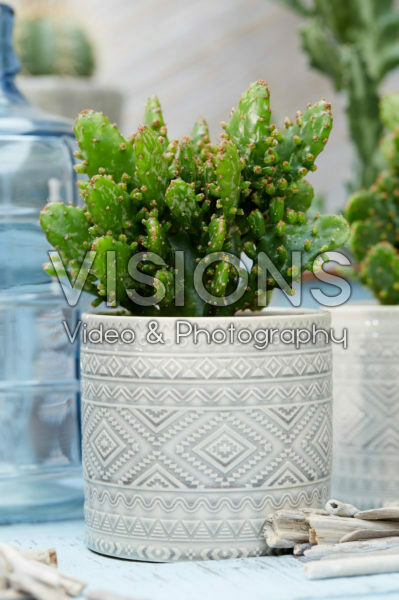 Cactus Cactus