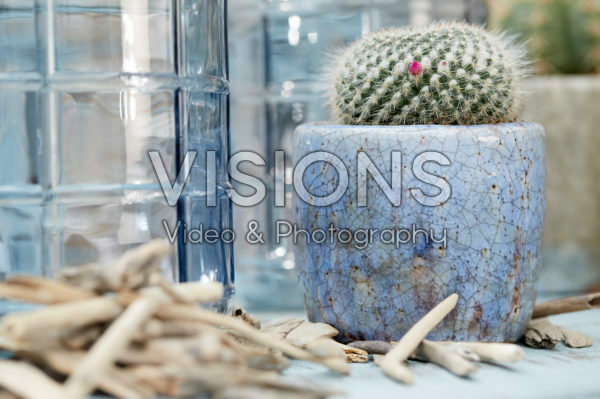 cactus cactus