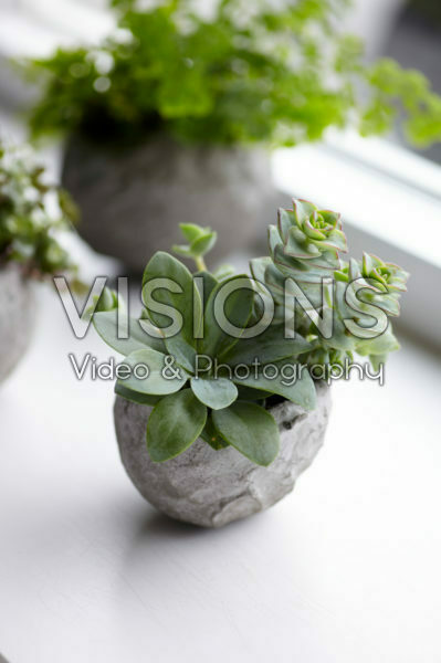 Vetplantjes in zelfgemaakte bloempot Vetplantjes in zelfgemaakte bloempot
