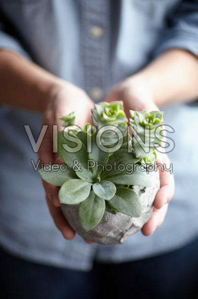 Vetplantjes in zelfgemaakte bloempot Vetplantjes in zelfgemaakte bloempot