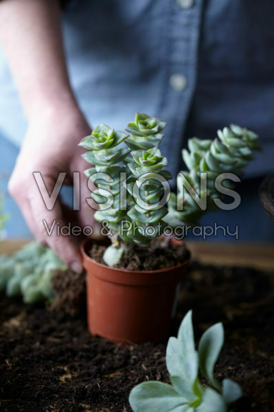 Vetplantjes verpotten Vetplantjes verpotten