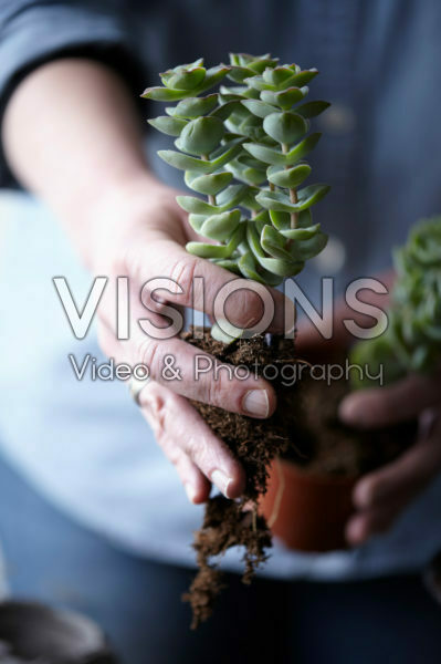 Vetplantjes verpotten Vetplantjes verpotten
