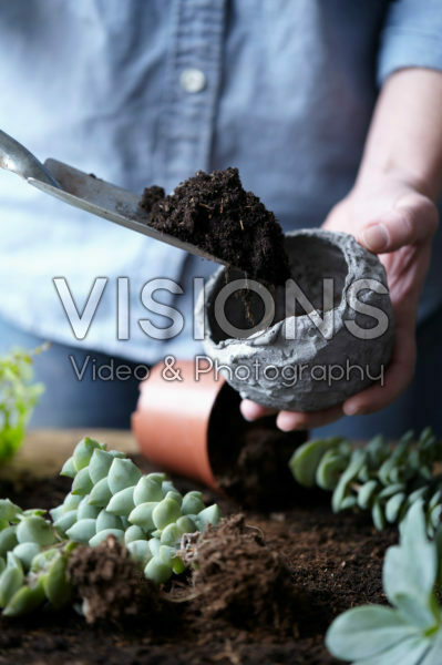 Vetplantjes verpotten Vetplantjes verpotten