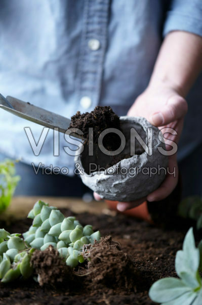 Vetplantjes verpotten Vetplantjes verpotten