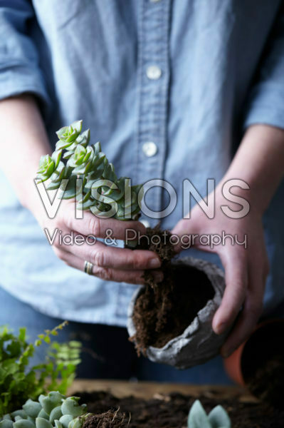Vetplantjes verpotten Vetplantjes verpotten