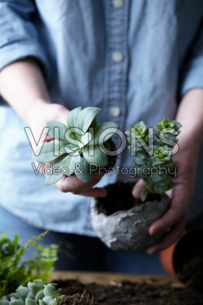 Vetplantjes verpotten Vetplantjes verpotten