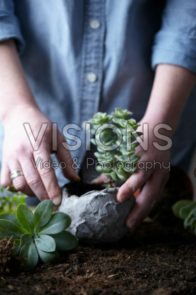 Vetplantjes verpotten Vetplantjes verpotten