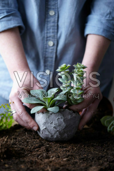 Vetplantjes verpotten Vetplantjes verpotten