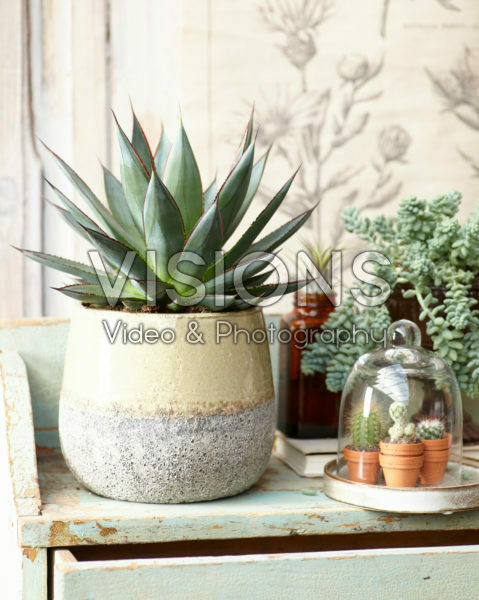 Vetplanten combinatie Vetplanten combinatie