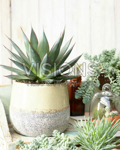 Succulent combination Succulent combination
