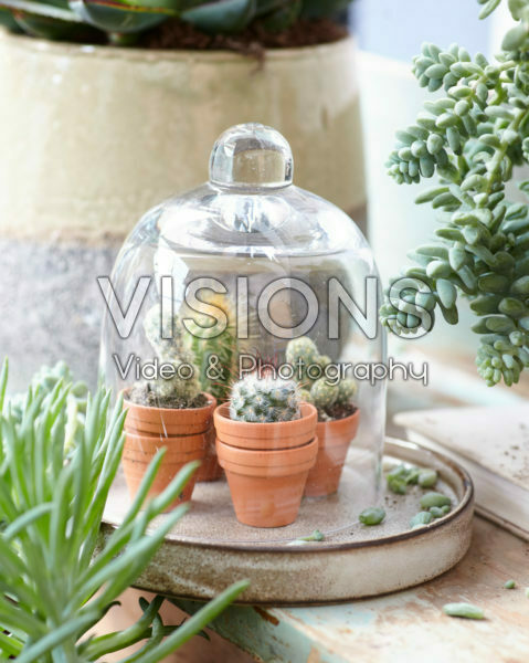 Cactus combinatie Cactus combinatie