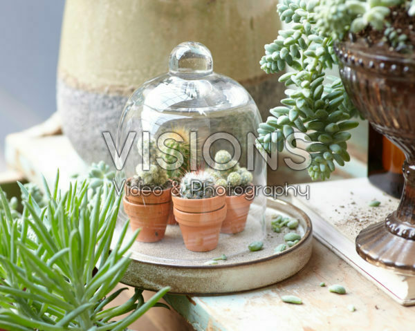 Cactus combinatie Cactus combinatie