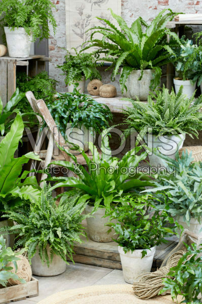 Varen collectie Varen collectie