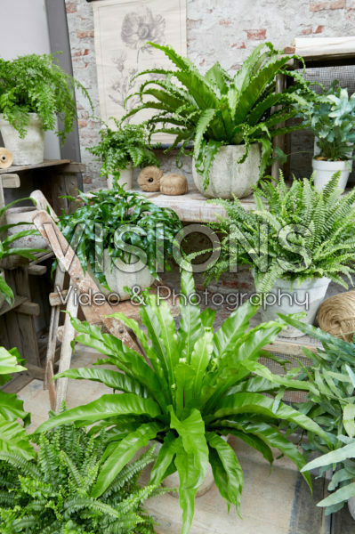 Fern collection Fern collection