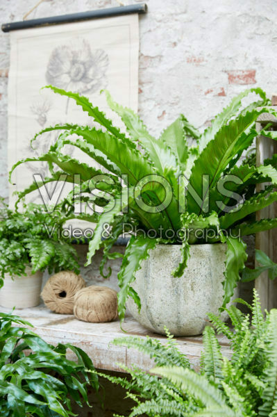 Asplenium Osaka Asplenium Osaka