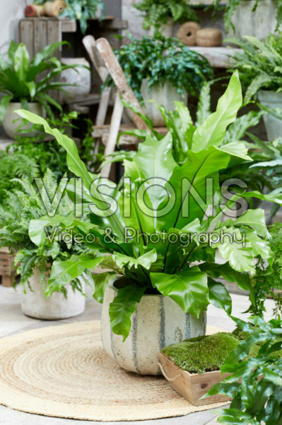 Asplenium nidus Asplenium nidus
