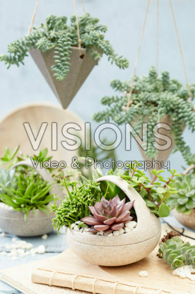 Succulent collection Succulent collection