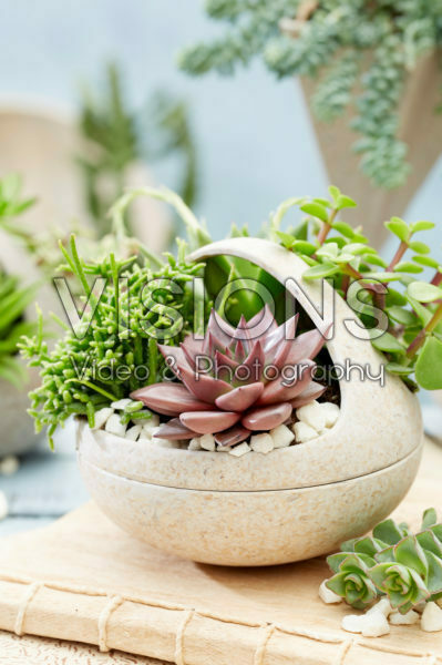 Vetplanten combinatie Vetplanten combinatie