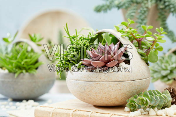Succulent combination Succulent combination