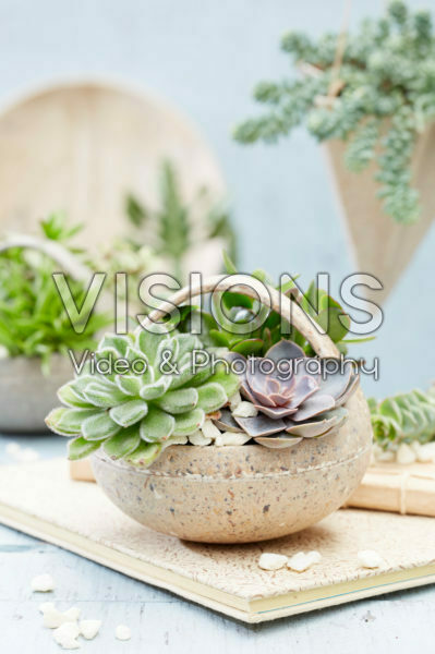 Vetplanten combinatie Vetplanten combinatie