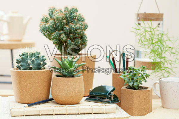 Cactus combination Cactus combination