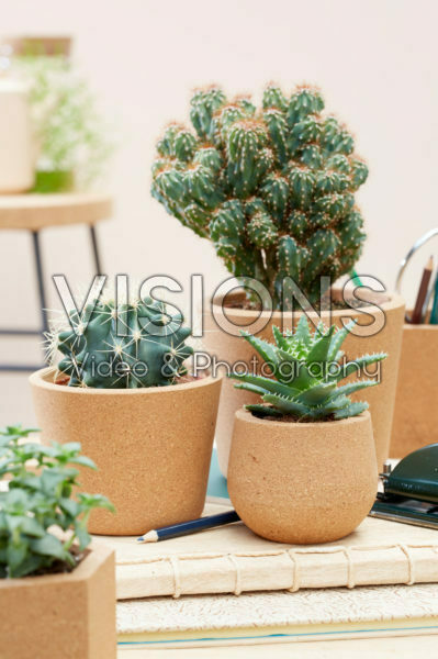 Cactus combination Cactus combination