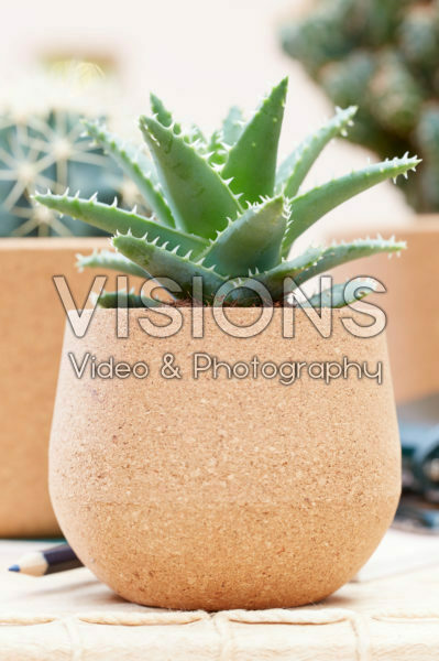 Aloe op pot Aloe op pot