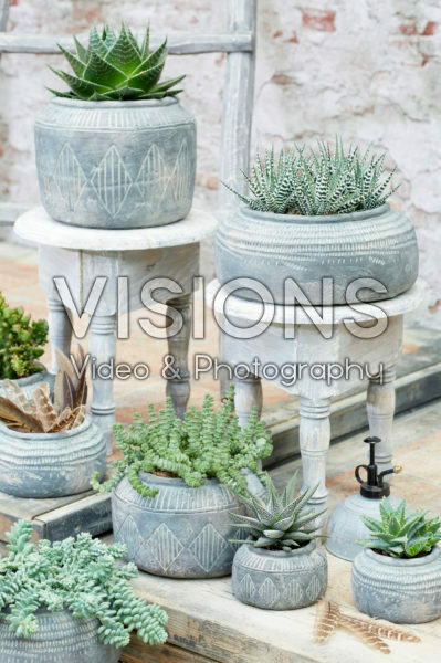 Vetplanten collectie Vetplanten collectie