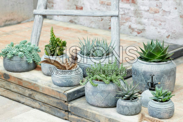 Succulent collection Succulent collection