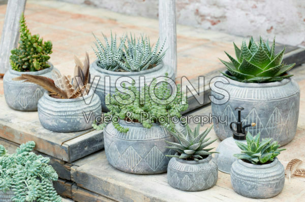 Vetplanten collectie Vetplanten collectie