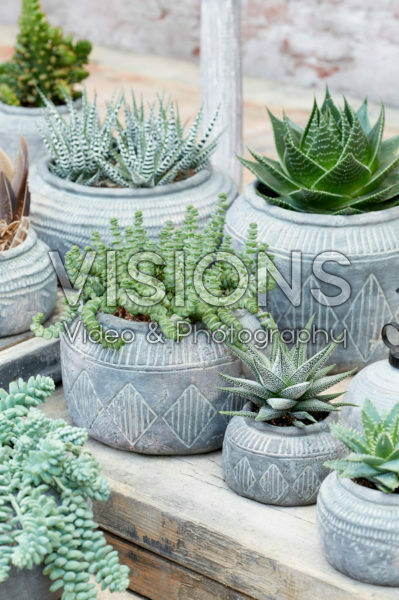 Succulent collection Succulent collection