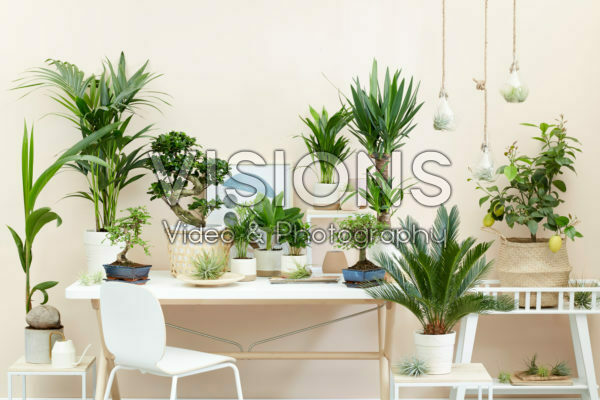Indoor plant collection Indoor plant collection