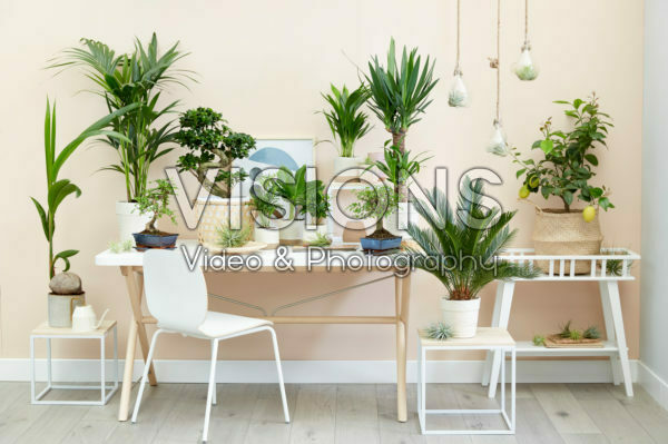 Kamerplantencollectie Kamerplantencollectie