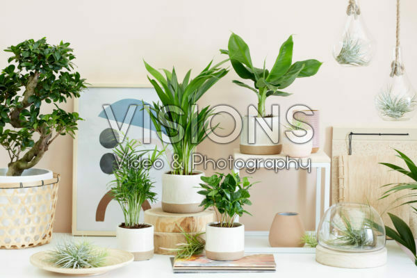 Indoor plant collection Indoor plant collection