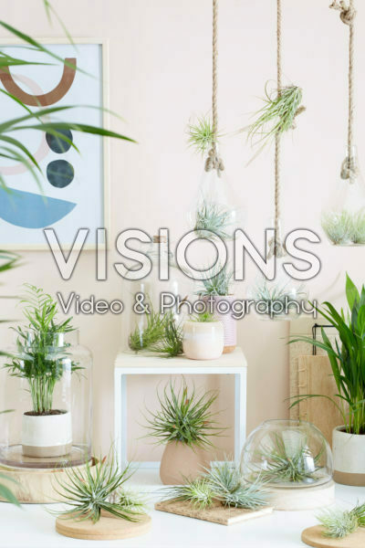 Tillandsia collectie Tillandsia collectie