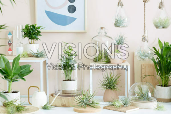 Tillandsia collectie Tillandsia collectie