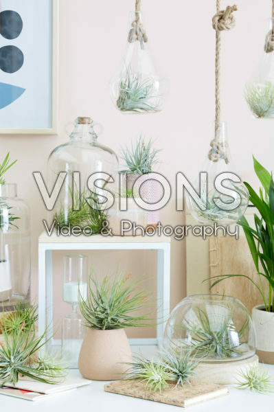 Tillandsia collectie Tillandsia collectie