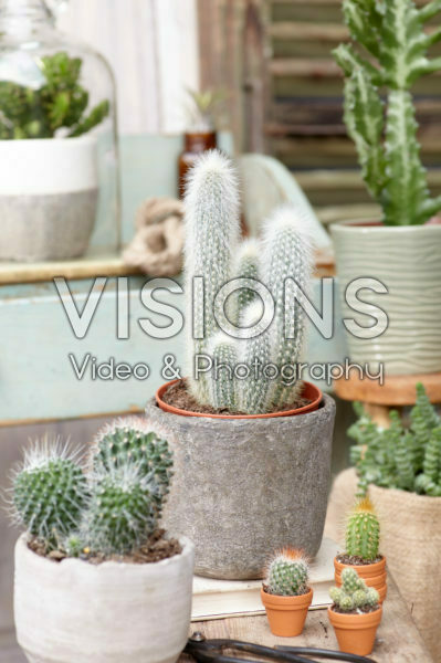 Cactus combinatie Cactus combinatie
