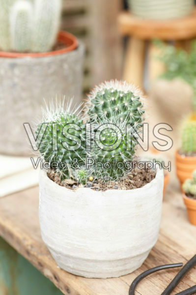 Cactus Cactus