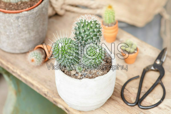 Cactus Cactus
