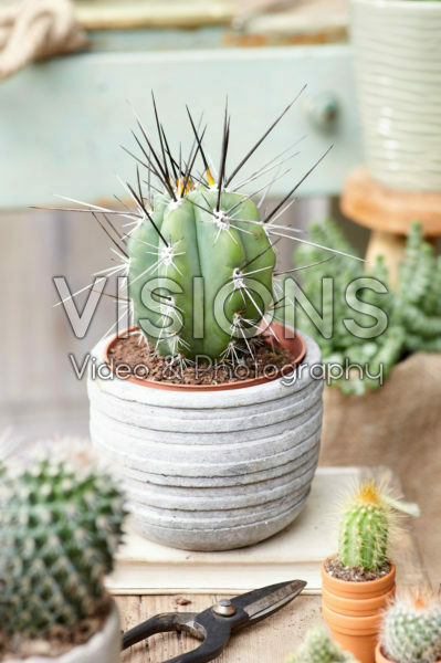 Cactus Cactus